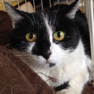 ♪ずんぐり鉢割れ女の子・生後約１１ヶ月♪