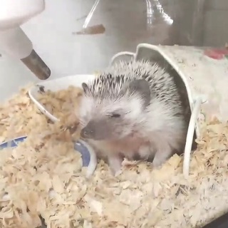 ハリネズミちゃんの里親を募集します。