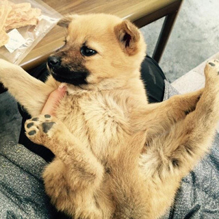 捨て犬を保護しました 鼻黒mix姉妹♀ ②