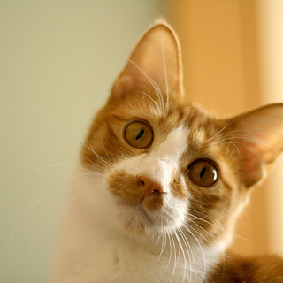 無邪気で甘えん坊な【チャー】