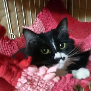 ちょっぴり気の強いお嬢さん　椿ちゃん