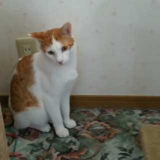 茶に白混じりのソックス猫ちゃん