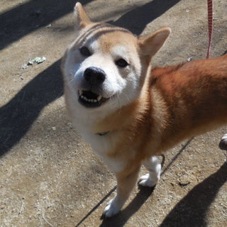 人懐っこい柴メス推定3～5歳