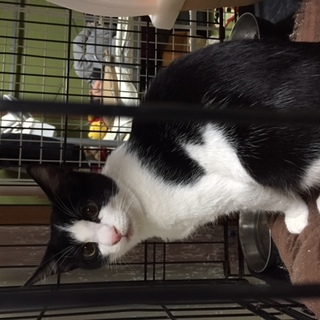 可愛い黒白の男の子