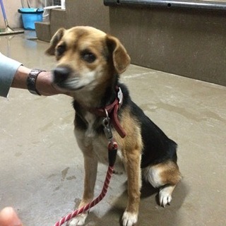 とても人なつっこいチワワとビーグルのミックス系の子