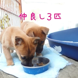 【急募】3匹のうち２匹里親さん決定（収容枠限界）