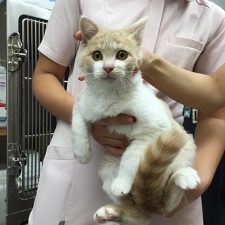 子猫里親募集