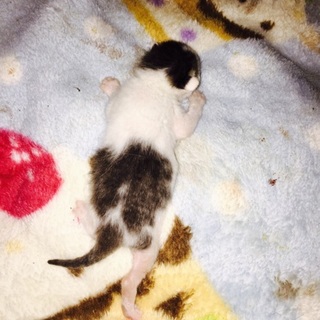 可愛がってくださる方募集しています