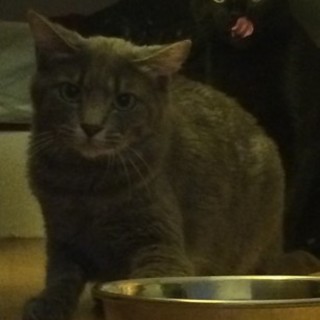 ロシアンブルー風雑種猫♂、里親募集中