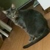 ロシアンブルー風雑種猫♂、里親募集中 サムネイル2