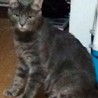 ロシアンブルー風雑種猫♂、里親募集中 サムネイル3