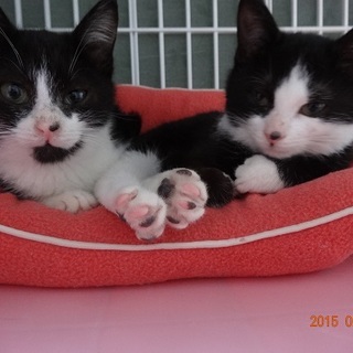 一時募集停止　兄妹愛が強い可愛いニャンコ