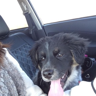 子犬の飼い主さん募集します