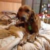捨てられた猟犬 サムネイル5