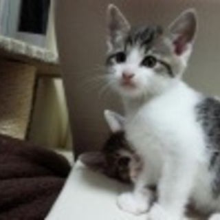 ハクさんの里親様募集します！