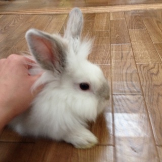 ミニうさぎです