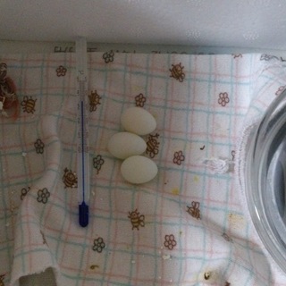 キンカチョウ 雛 ３羽