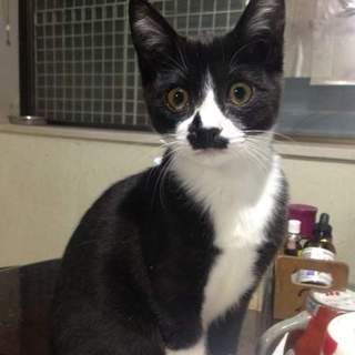 ダンボールに入れられ遺棄されたエモちゃん