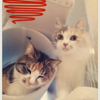 千葉県白井市より、三毛の親子です！