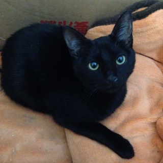 とても人好きな子猫です