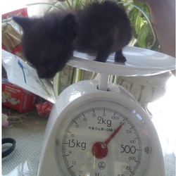 コスモ君　その2　