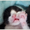 ねころん*(保護活動者)