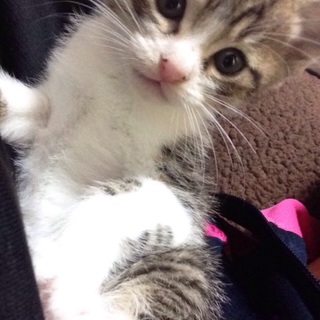 かわいい子猫の里親様募集します！