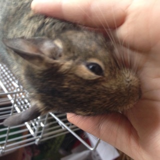 生後半年のデグーです