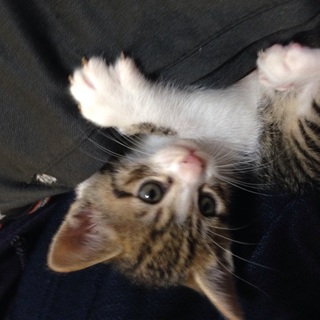 可愛がってくれる里親様募集します、！