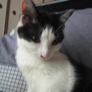 おすましはちわれの女の子