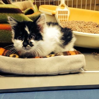 ロングヘアの白黒ちゃん！