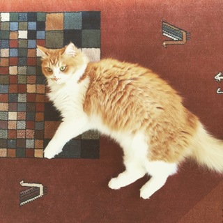 長毛の美猫 ムギちゃん