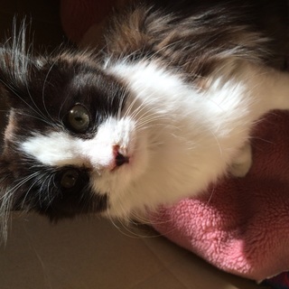 白黒の毛の長いかわいい男の子です。