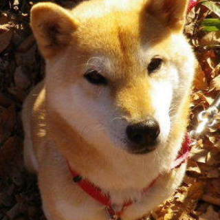  小ぶりサイズの柴の女の子リリーです