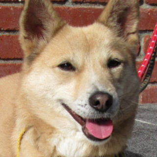 人が大好き、淡い色の「レイコ」です。