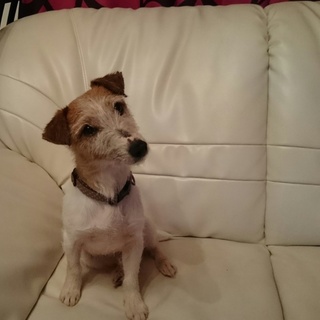 小柄で陽気なジャックラッセル