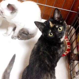サビ猫　しるこちゃん里親募集
