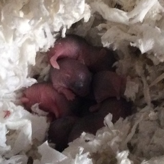 ジャンガリアンハムスター ノーマル 生まれました