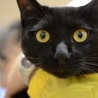 黒の子猫　ジャンプ君里親募集 サムネイル5