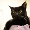 黒猫　子猫のステップちゃん　里親募集 サムネイル2