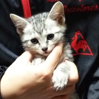 子猫の里親を募集中!!