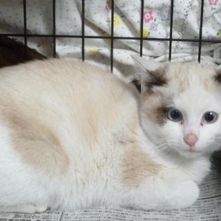 シャム風子猫はブルーのおめめが魅力的