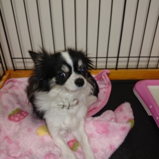 里親募集しています❗