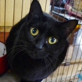 きゅうちゃんは甘えん坊でブラッシングが大好き