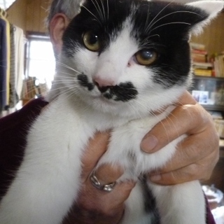 ちょび髭チャプリンは人間大好き