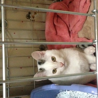 可愛がってください