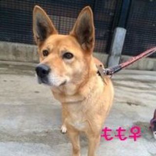 中型mixのももちゃん(wan life)