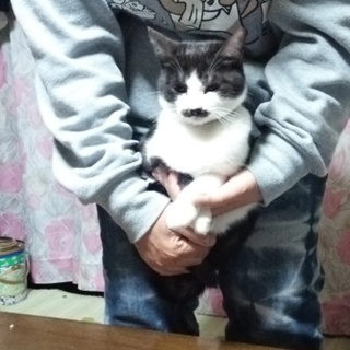 この前の猫のお姉さんです!!