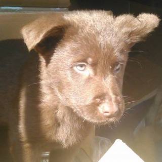 チョコラブとシェパードミックス