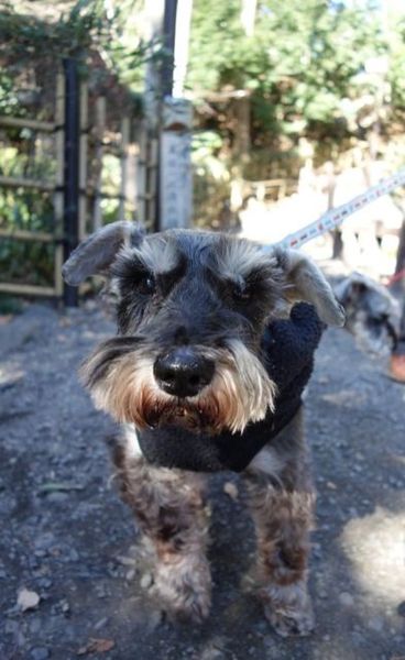 Ｍシュナウザー♂★凛々しく、穏やかな子です サムネイル7